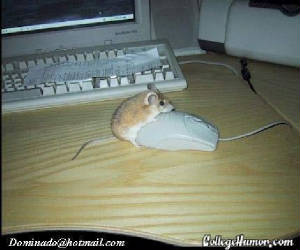 mouse11.jpg