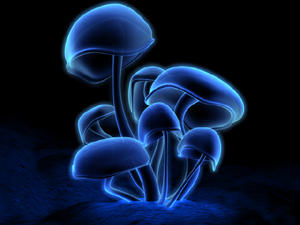 fluorescence6_thumb.jpg